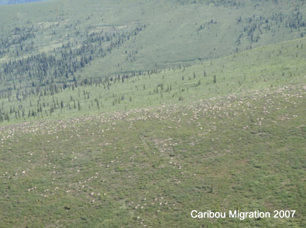 Caribou Migration 2007